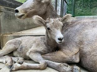 母(チャグ)と娘(コハル)と孫(ワサビ)