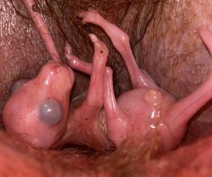 カンガルーブログ　カンガルーのひみつ①育児嚢はいつからある？