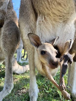 カンガルーブログ　4年ぶり
