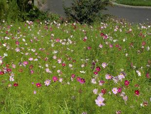 コスモスが咲いています！