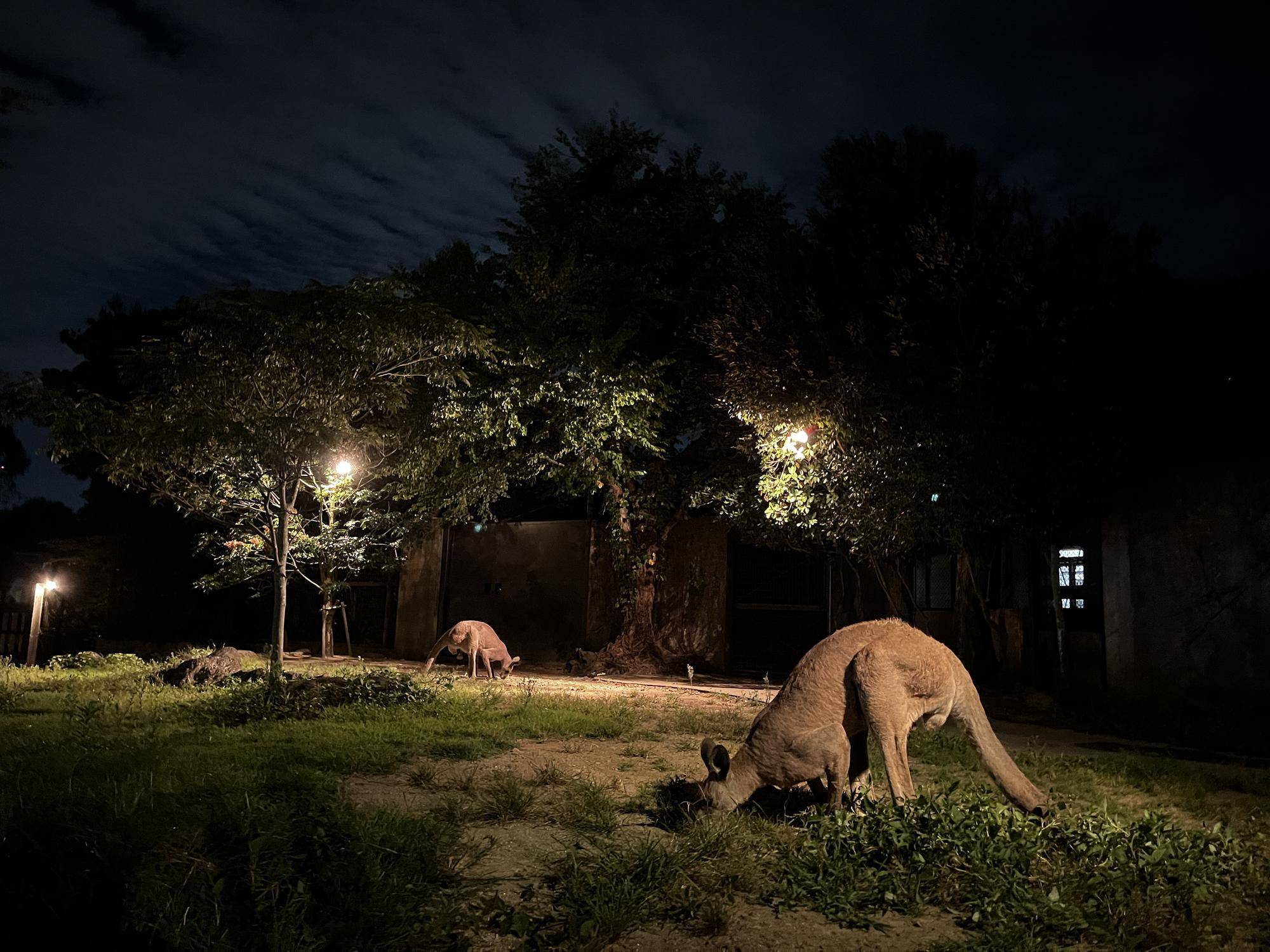 カンガルーブログ カンガルーのナイトの写真