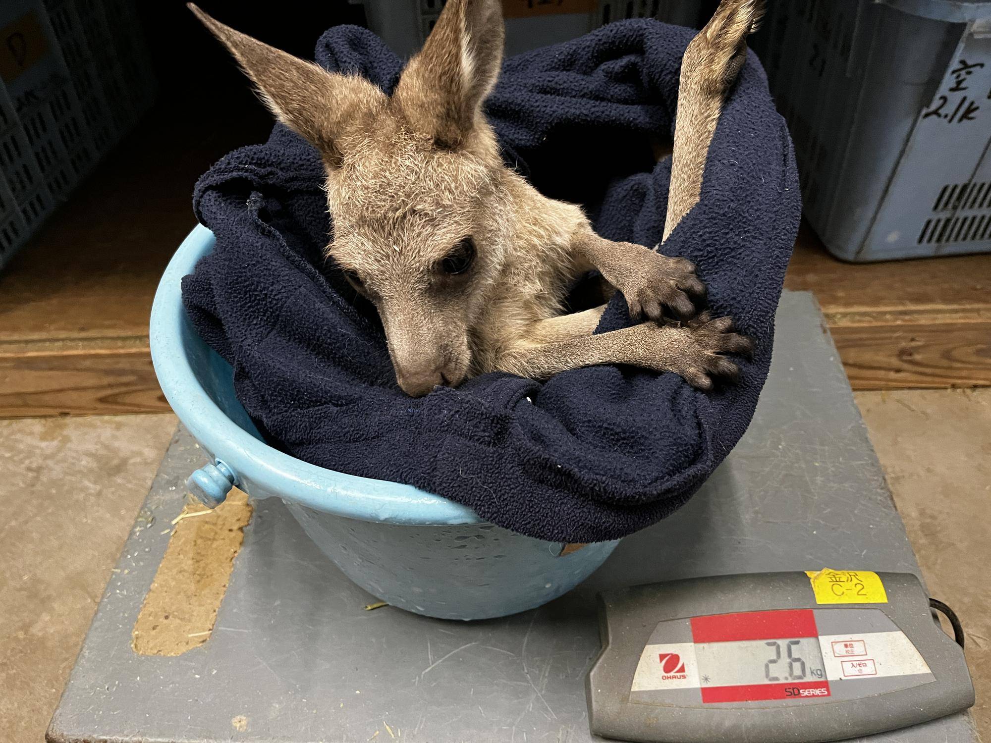 カンガルーブログ こどもたちの体重測定などなどの写真