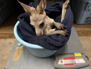 カンガルーブログ　こどもたちの体重測定などなど