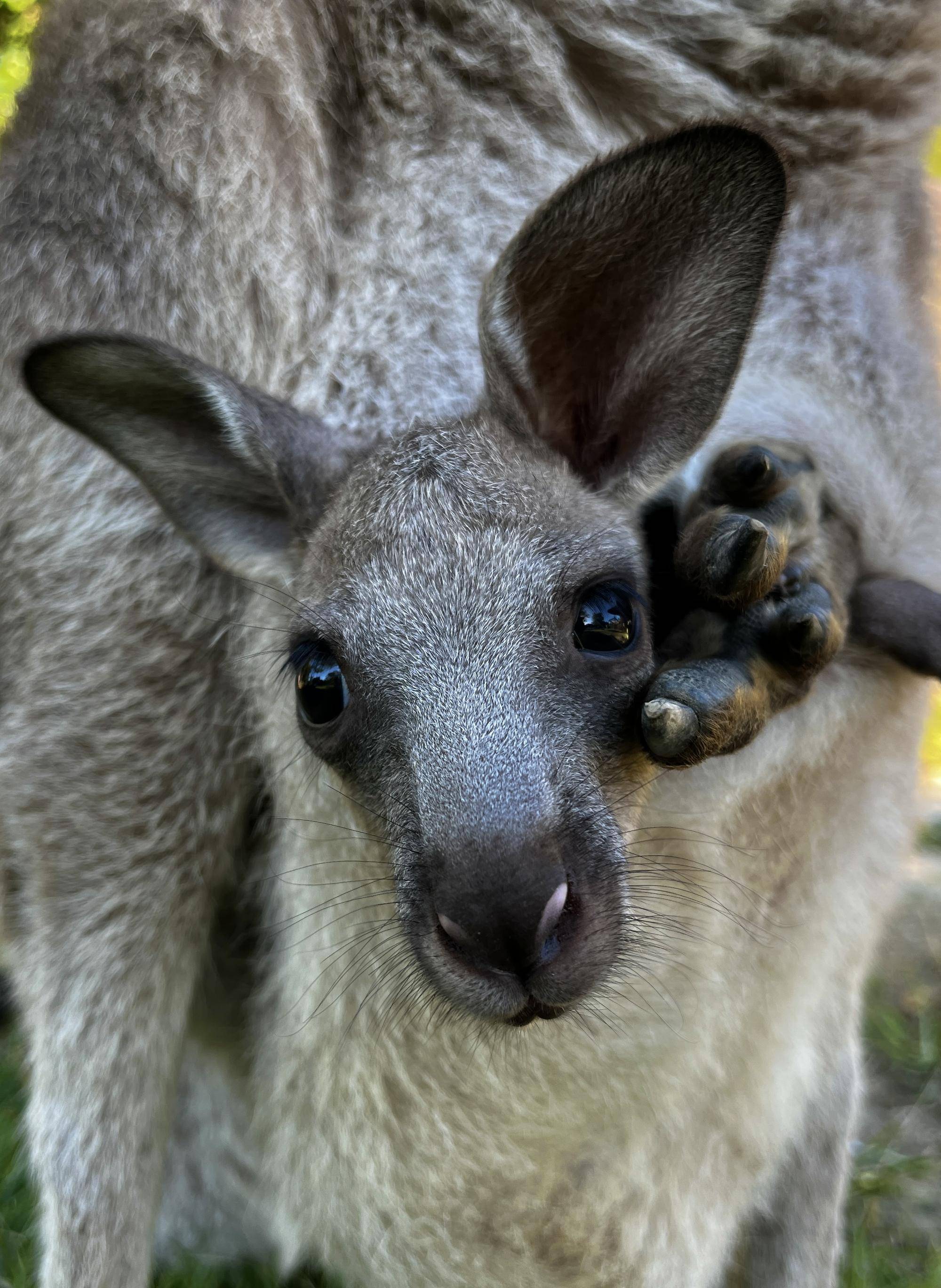 カンガルーブログ 続きまして、2頭目コムギです★の写真