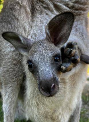 カンガルーブログ　続きまして、2頭目コムギです★