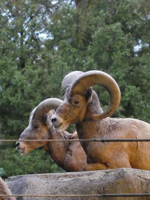 夜のオオツノヒツジ