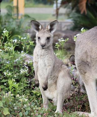 カンガルーブログ　このごろのカボス