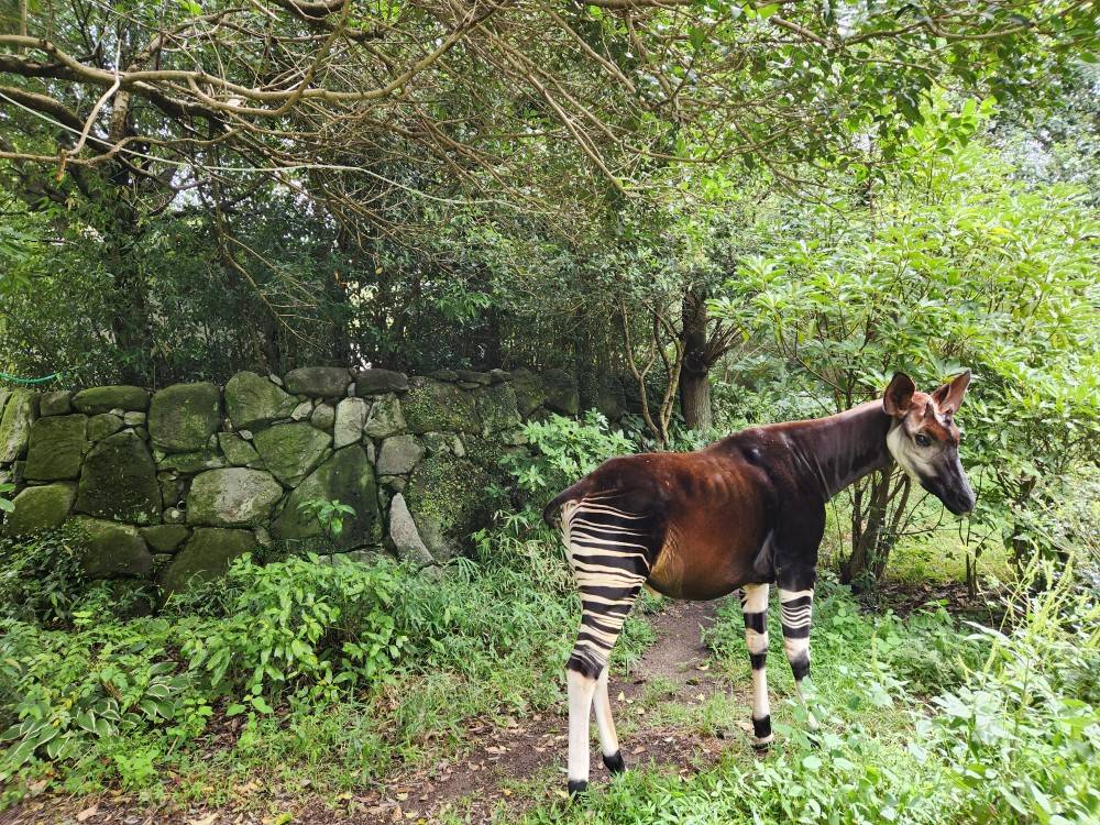 10月18日は「世界オカピの日」の写真