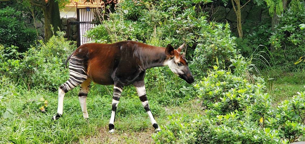 『世界オカピの日』金沢動物園では。の写真