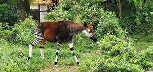 『世界オカピの日』金沢動物園では。