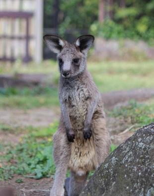 カンガルーブログ　このごろのコムギ