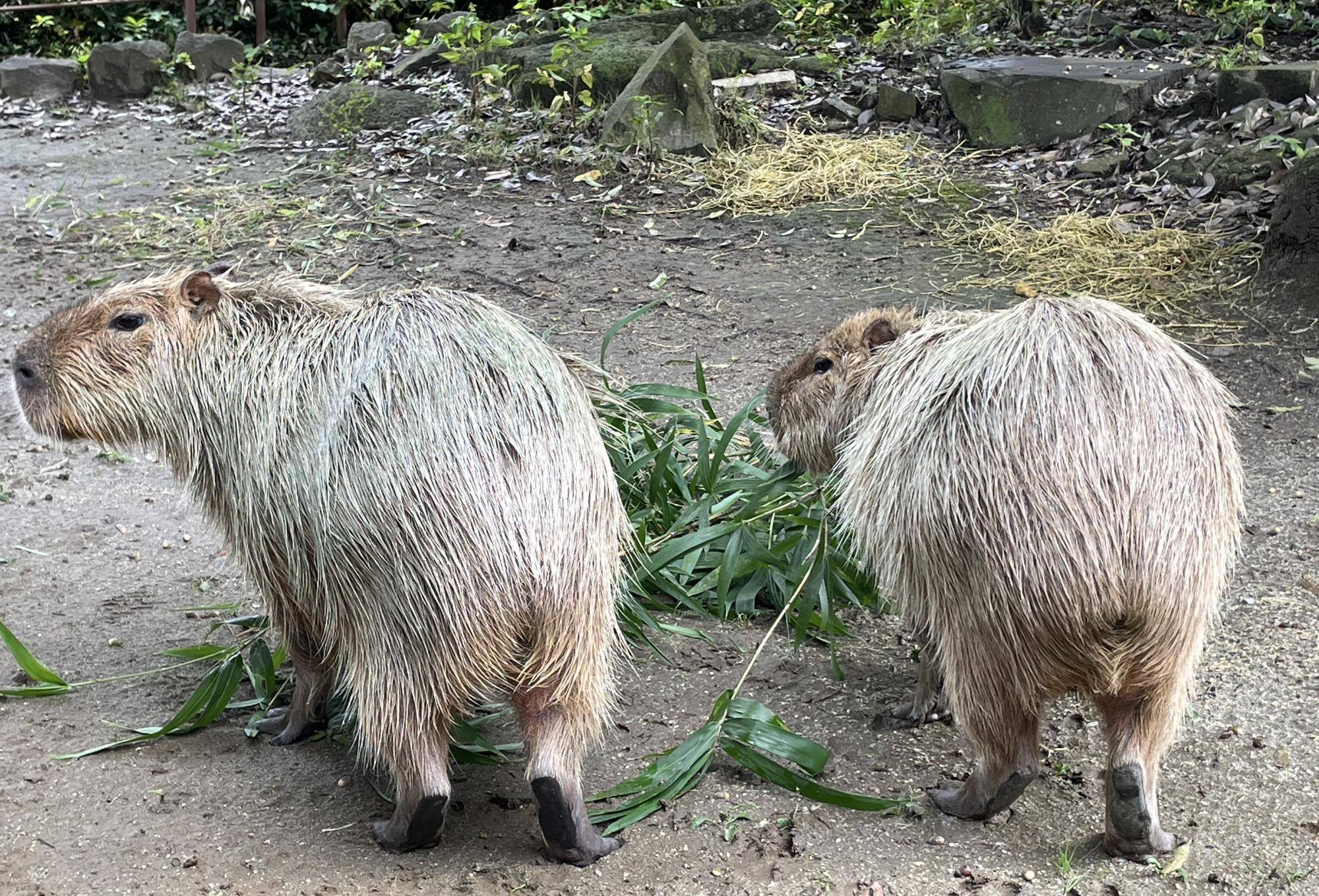 ドングリとラザニアの区別がつきません!の写真