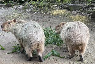 ドングリとラザニアの区別がつきません！