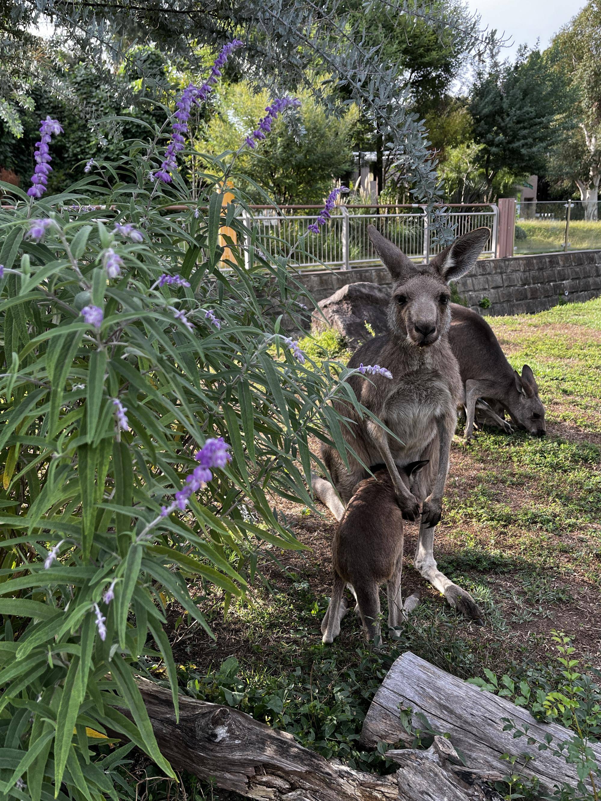 カンガルーブログ そろそろアメジストセージが見ごろですの写真