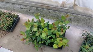 チャーリーの森