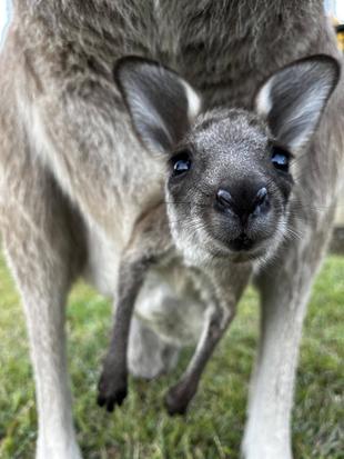 カンガルーブログ　お待たせしました、3頭目イジュです