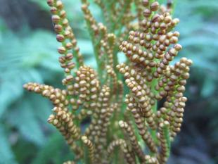 植物標本を作る