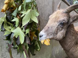 木を伐りました！！