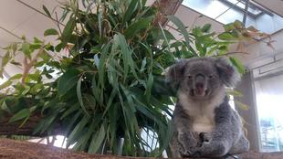 コアラのコハル