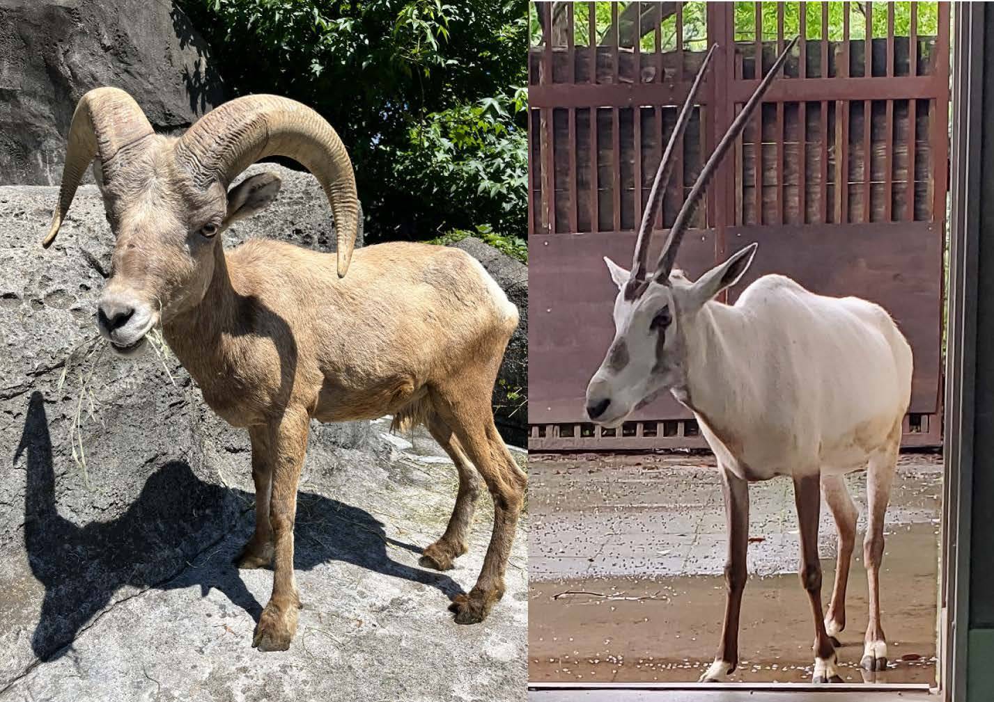 記者発表】オオツノヒツジ「パル」、アラビアオリックス「スフィア」が