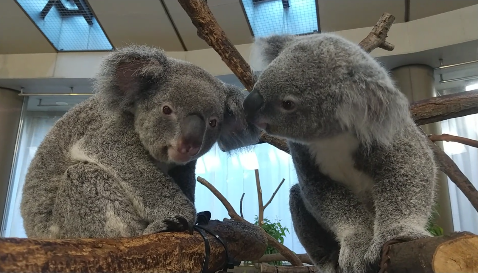 ひなぎく2歳の写真