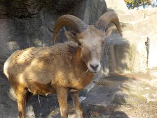 パルが永眠しました。