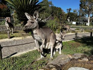 カンガルーブログ　育児嚢の卒業とおしらせ2件