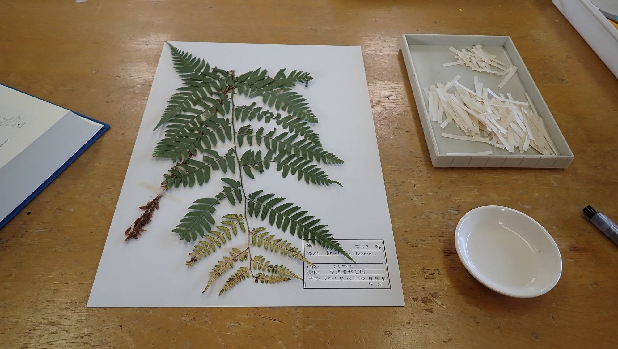 植物標本を作る-2の写真