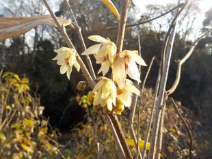 園内花木の開花状況