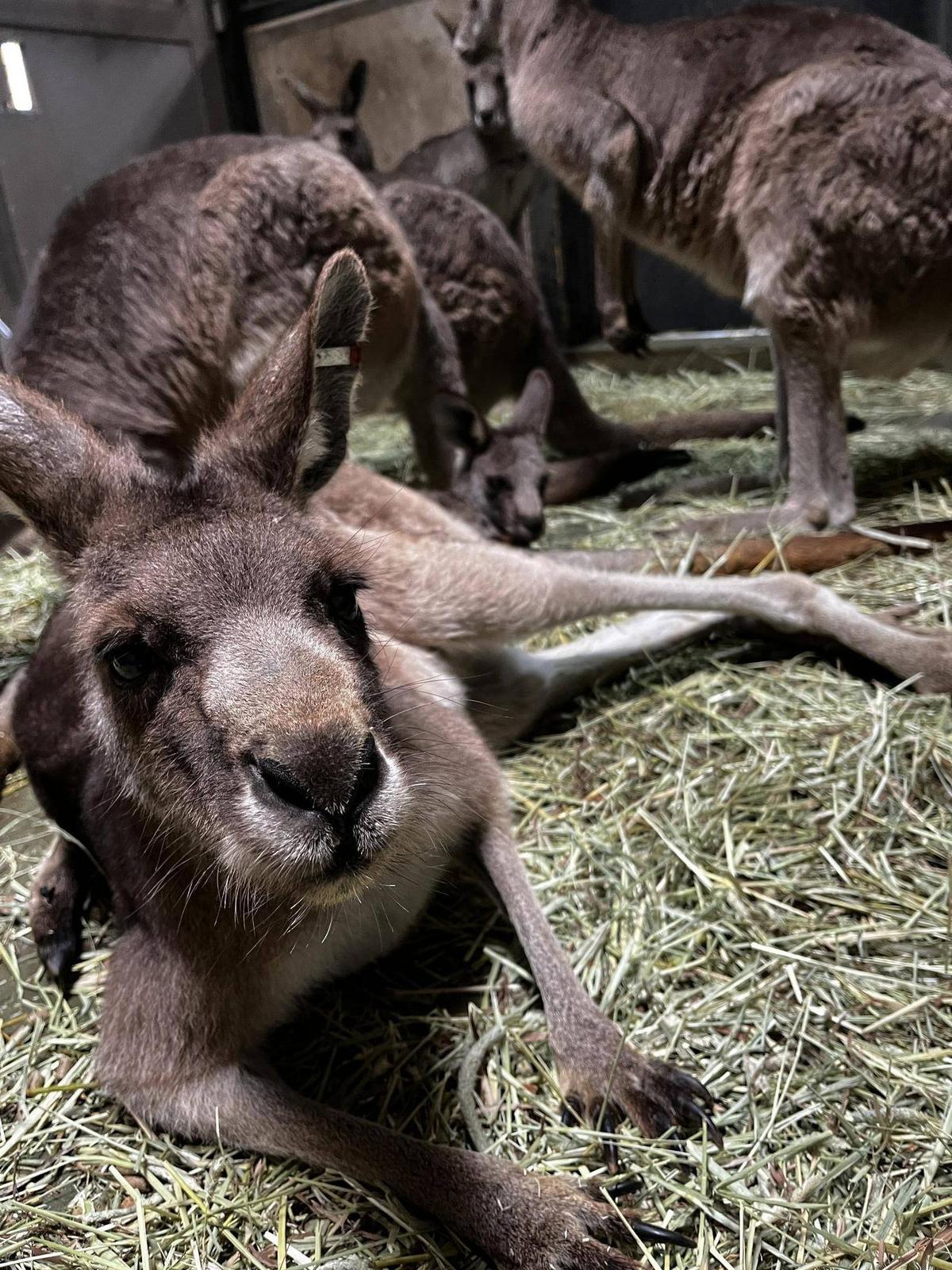 universal statuary カンガルー置物　1972年製 楽天市場】FRPアニマルオブジェ カンガルーの親子置物 動物 かんがるー