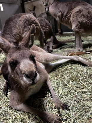 カンガルーブログ　展示休止中のカンガルーたち