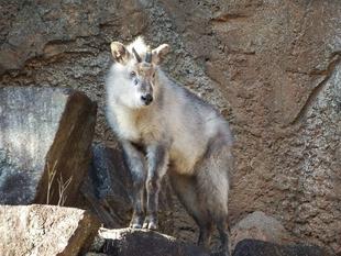 今日の二ホンカモシカ、誰かな？