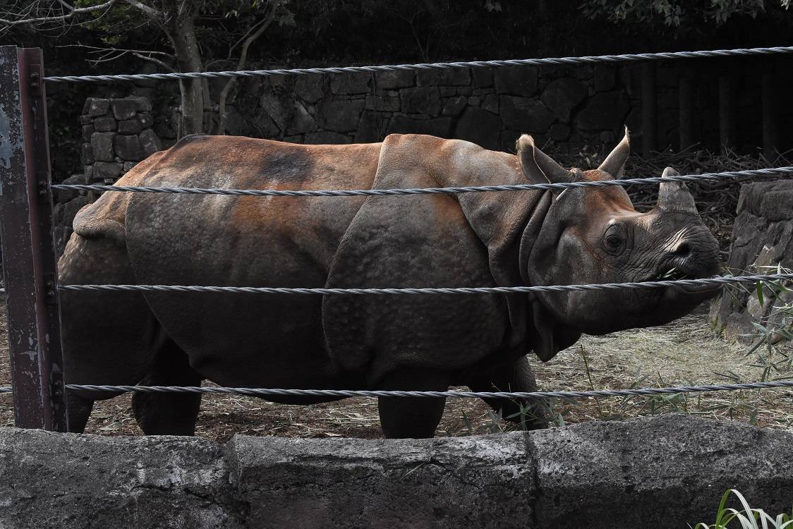 お正月もインドサイでしょうの写真