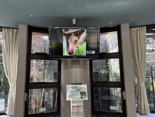 カンガルーブログ　オセアニア休憩所にて『イジュの成長記』動画公開中！