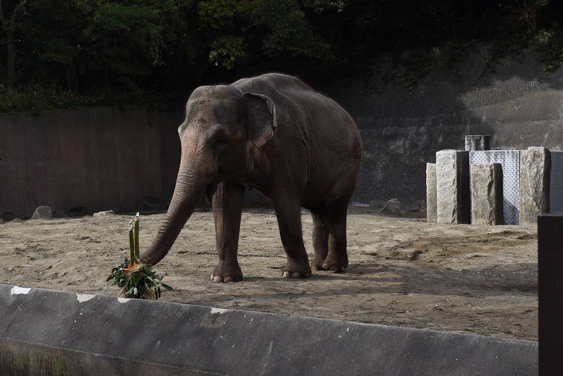ボンとヨーコにお年玉の写真