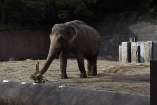 ボンとヨーコにお年玉