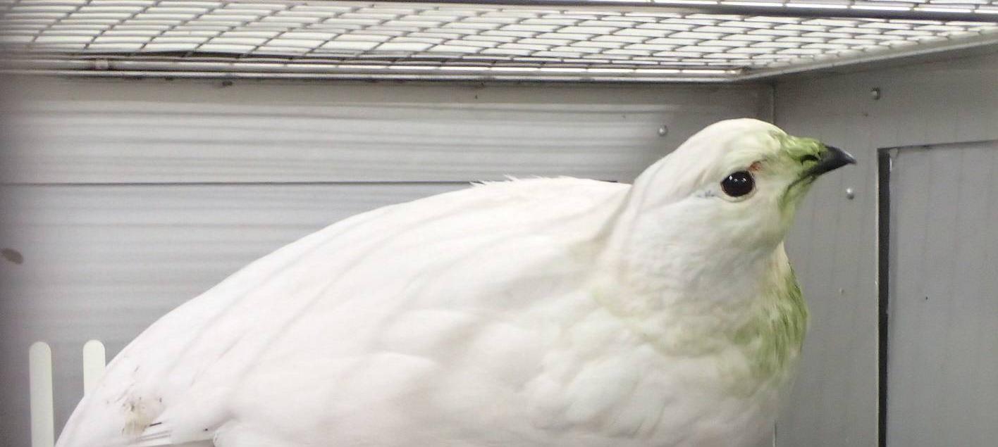 来園するニホンライチョウ（１羽）が決まりましたの写真