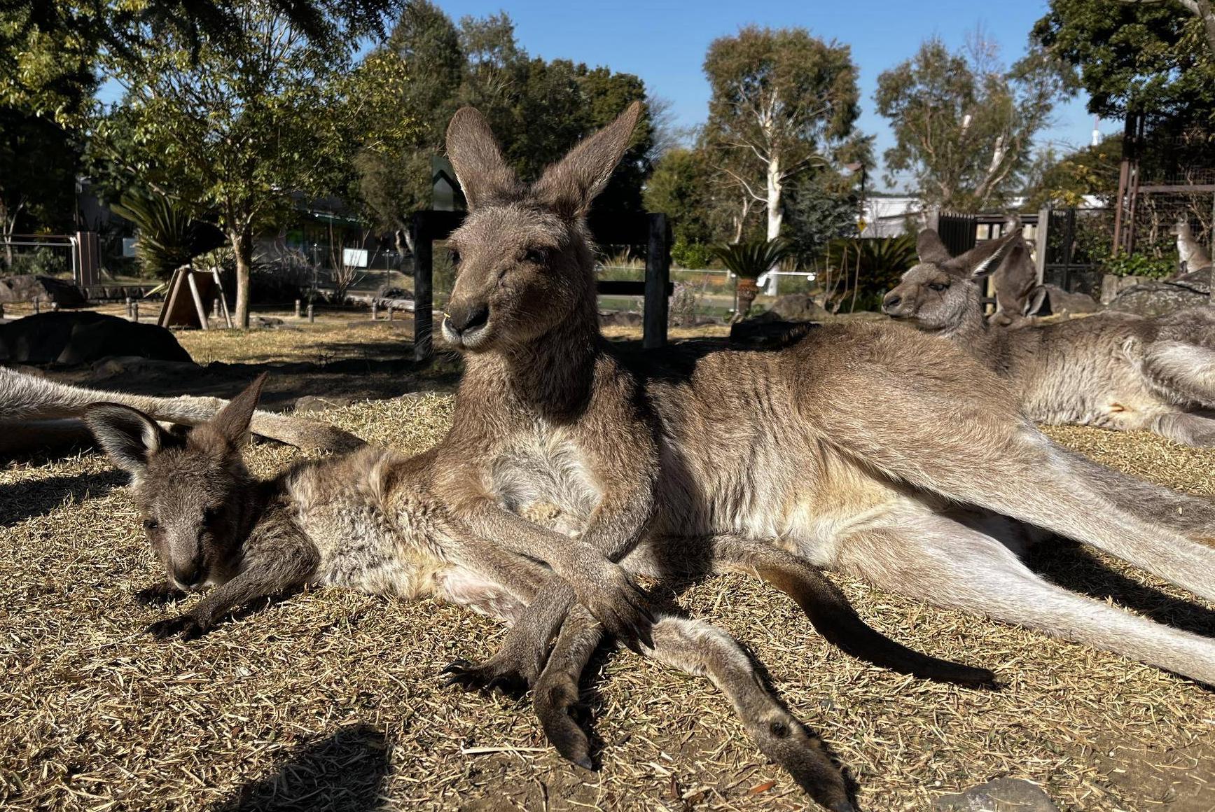 カンガルーブログ 年末年始のちびっこカンガルーの写真