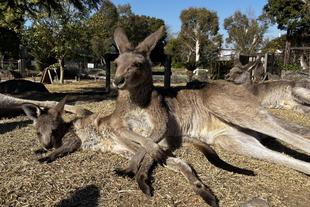 カンガルーブログ　年末年始のちびっこカンガルー