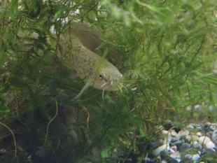 ホトケドジョウ劇的保全、ビフォーアフター