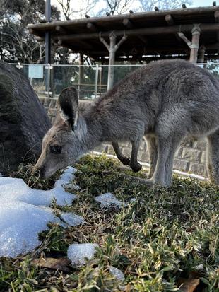 カンガルーブログ 雪でした