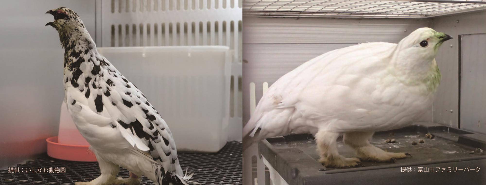 【記者発表】ニホンライチョウが来園しますお知らせ金沢動物園公式サイト|公益財団法人 横浜市緑の協会