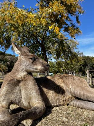 カンガルーブログ　父ポポタ