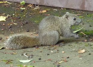 園内で暮らす野生動物たち