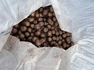 クヌギのどんぐりを播きました