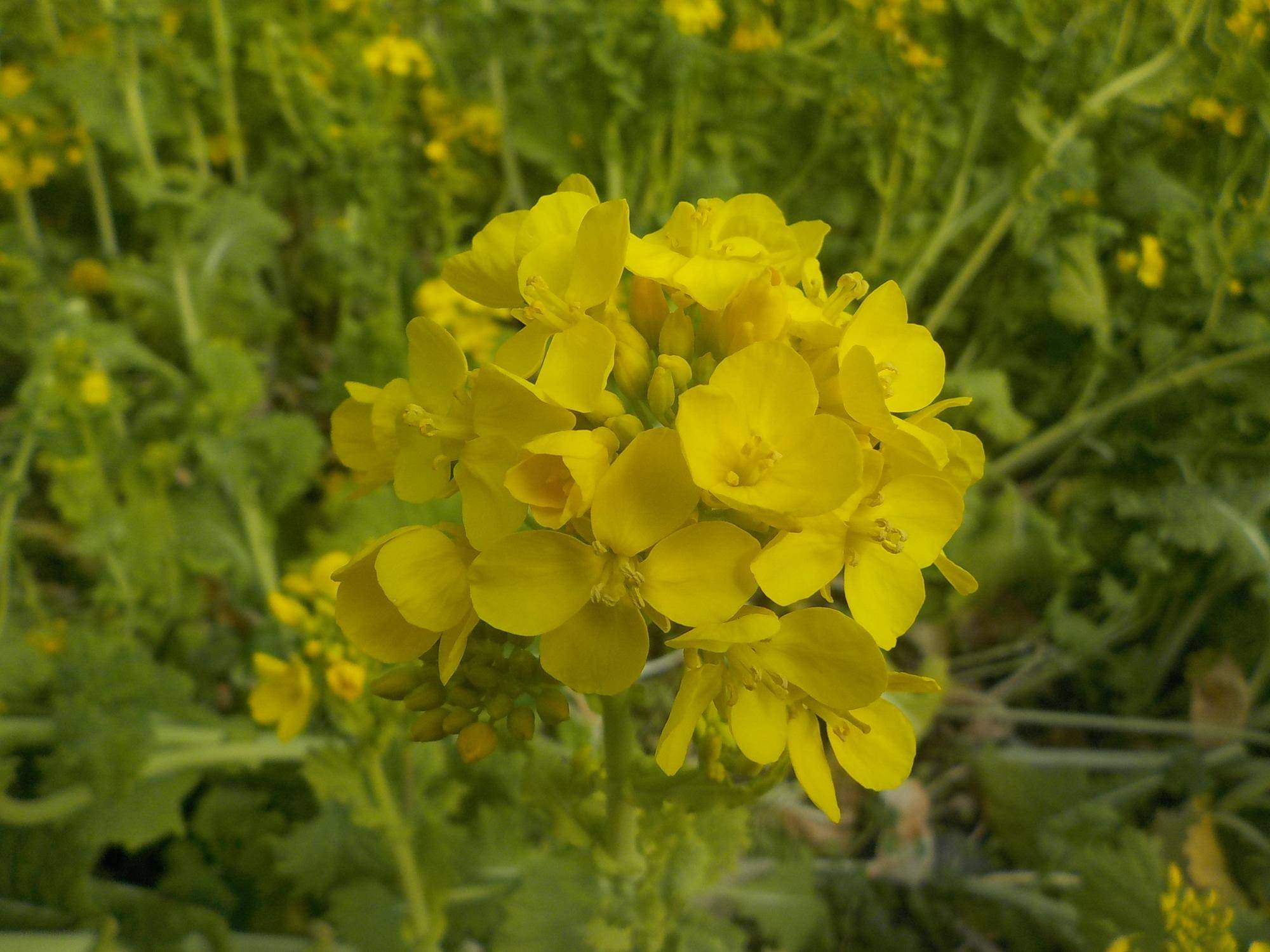 ナノハナ開花情報の写真