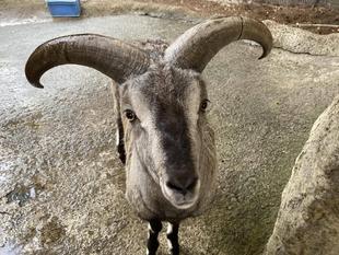 サツキだけの遊び方