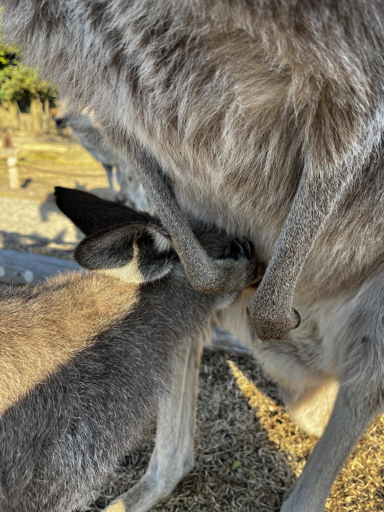 カンガルーブログ カンガルーたちの授乳事情の写真