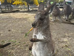 カンガルーブログ　小さなニンジン