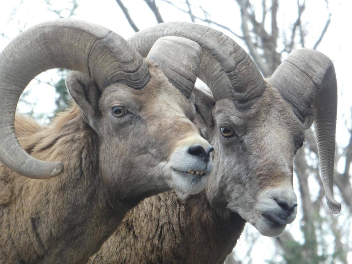 夕方が狙い目・・・！？|オオきなツノのヒツジの日記｜ブログ|金沢